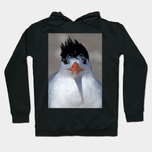 Royal Tern Hoodie